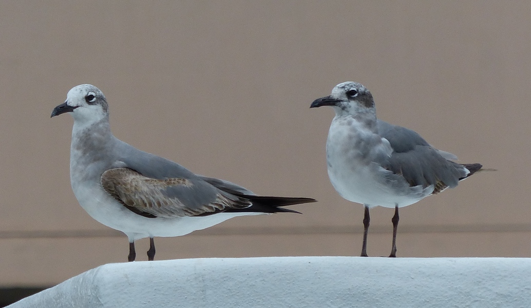 Laughing Gulls